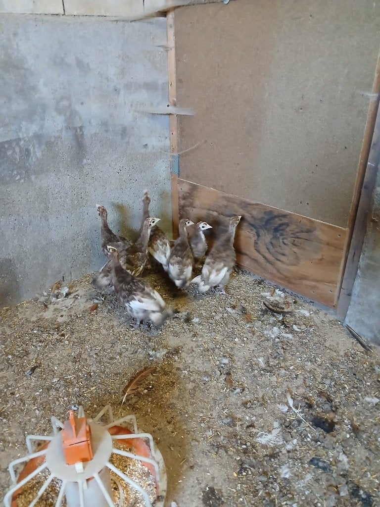 Rode Ardenner Kalkoen, Dieren en Toebehoren, Pluimvee, Meerdere dieren, Kalkoen