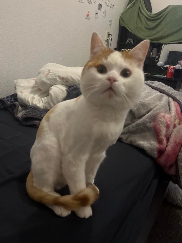 Kat, Dieren en Toebehoren, Kater