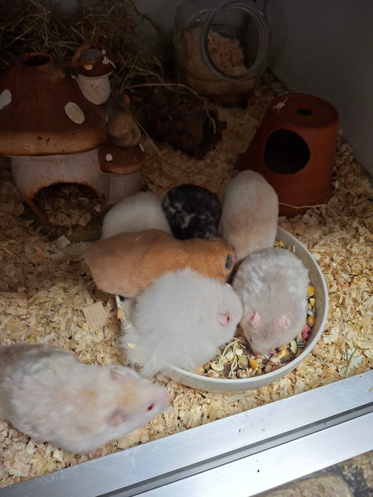 Lieve Handtamme Goudhamsters, Dieren en Toebehoren, Hamster, Meerdere dieren, Tam, September