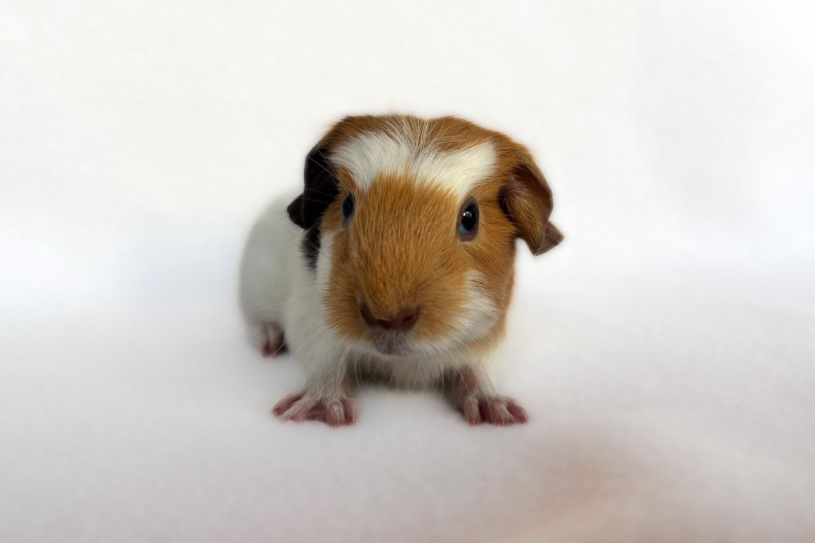 Choco-buff-wit engelsgekruinde beer, Dieren en Toebehoren, Cavia, Mannelijk, Tam, Oktober