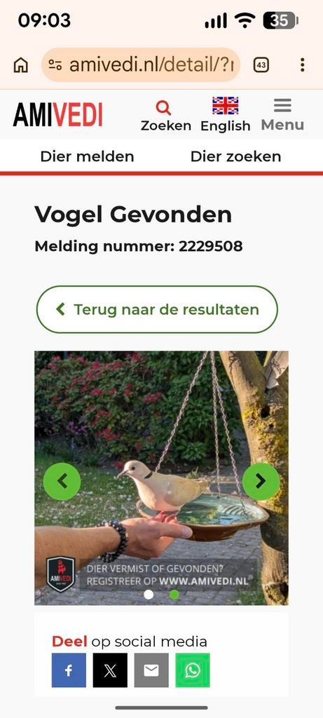 GEVONDEN Lachduif BUDEL SCHOOT, Vrouwelijk