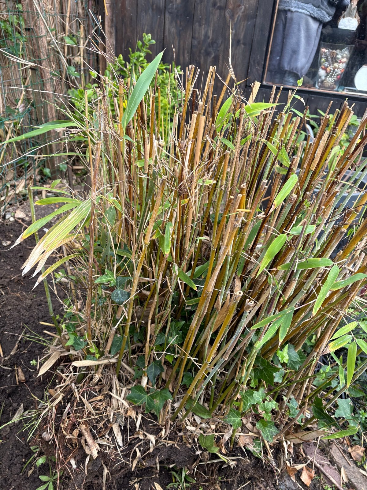 Baby bamboe plant - Perfect voor uw tuin!, Vaste plant, Bloeit niet, Halfschaduw, Ophalen