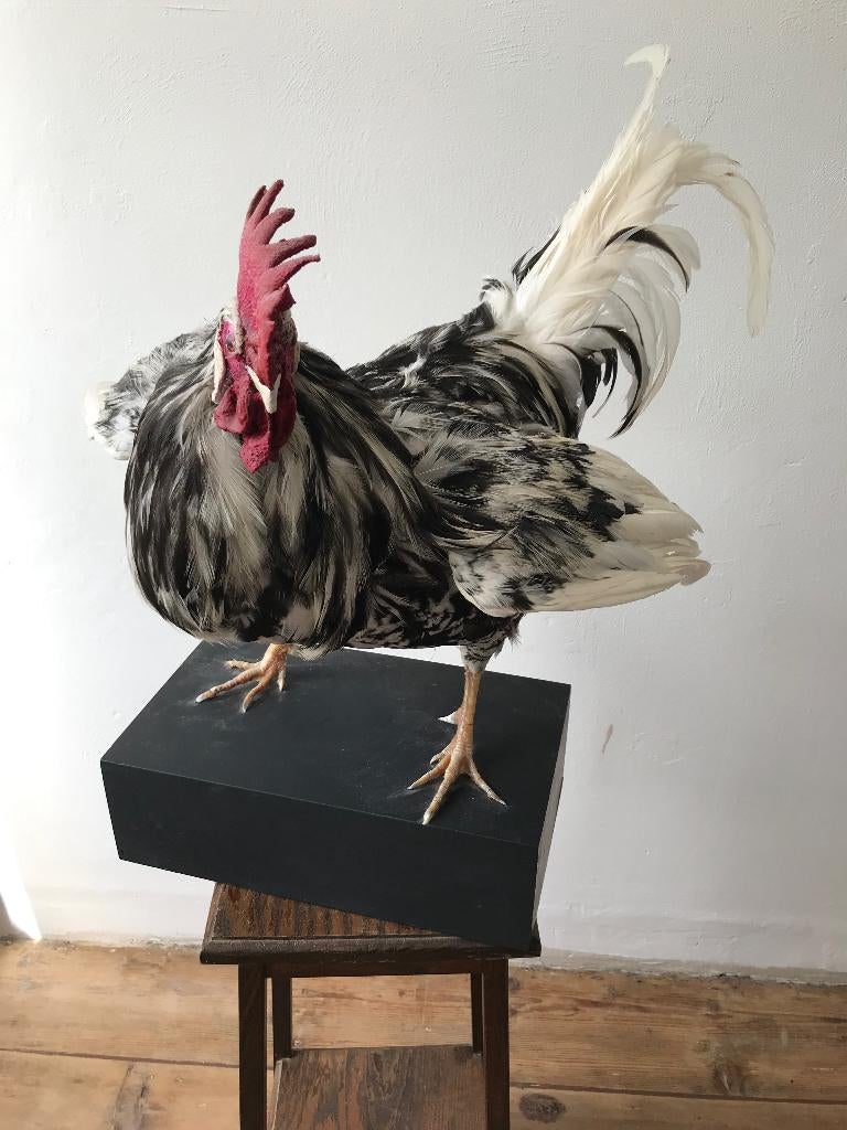taxidermy: Leghoorn haan  op sokkel, Ophalen, Nieuw, Vogel, Opgezet dier