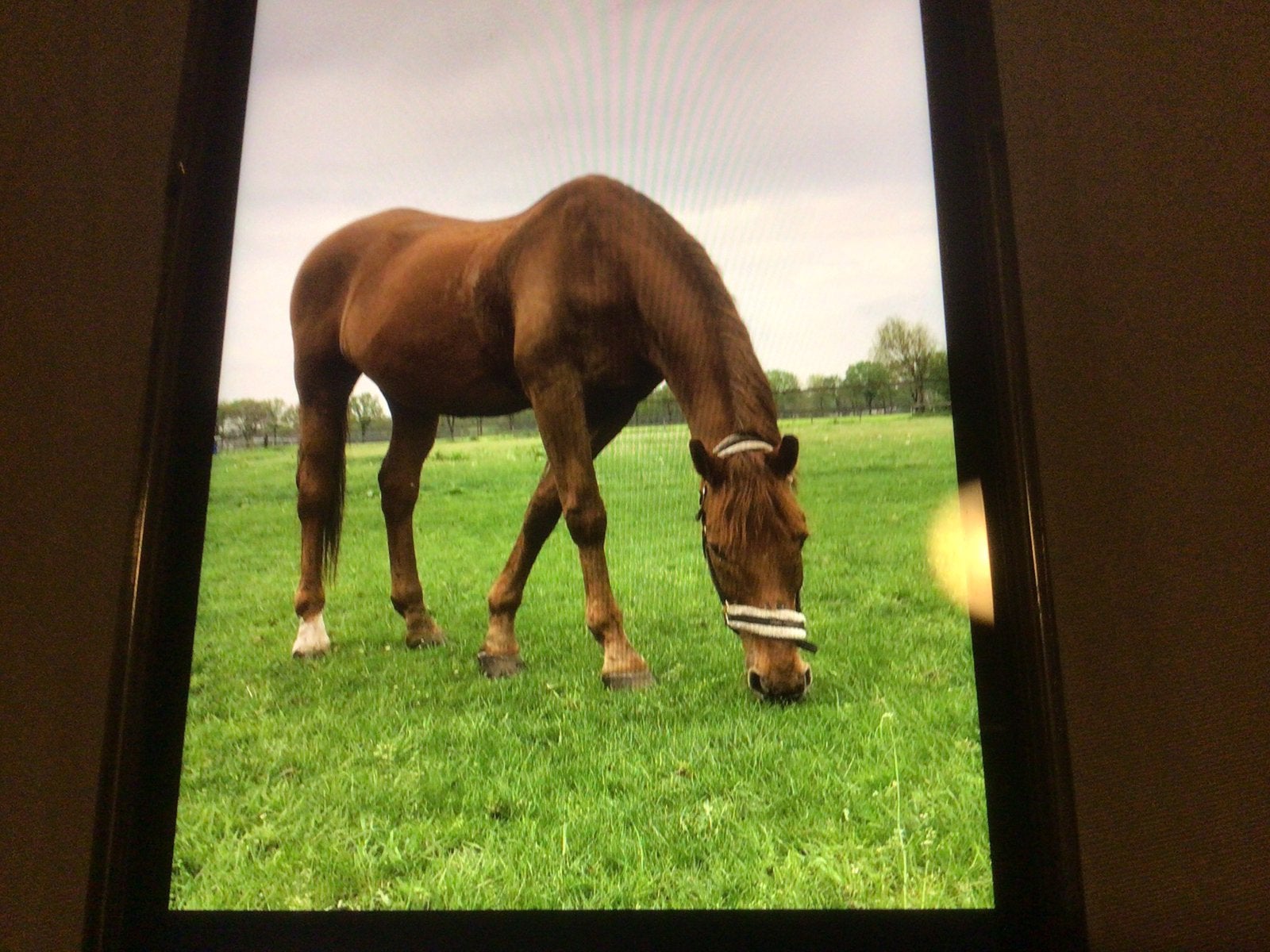 Goed tehuis gezocht, Dieren en Toebehoren, Paarden, Ruin, Dressuurpaard, 170 tot 175 cm, 11 jaar of ouder