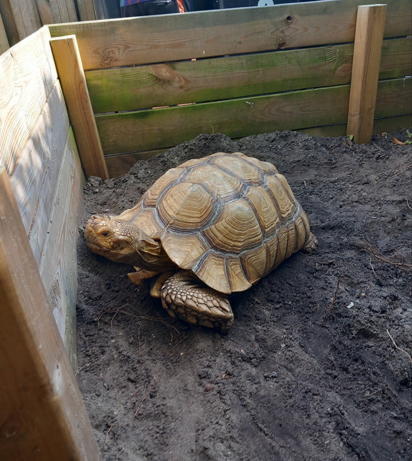 Afrikaanse Sporenschildpad (Centrochelys sulcata) Tortoise - unknown for sale from Jo