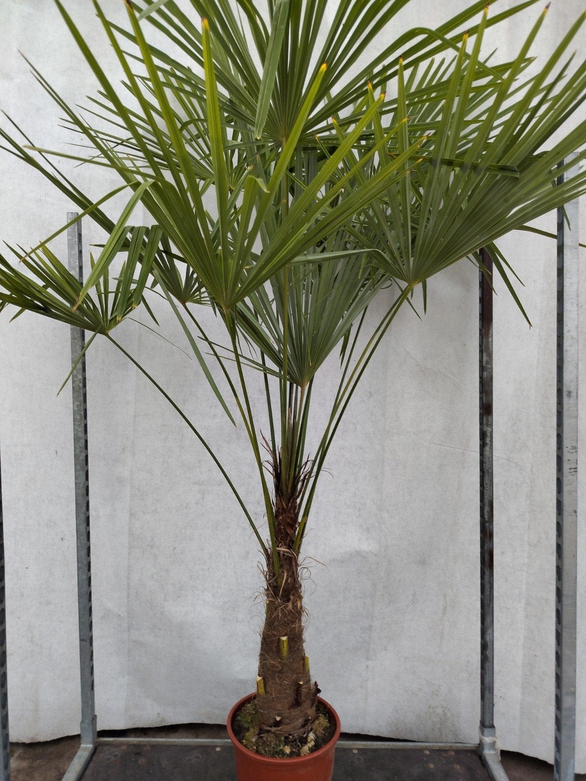 Winterharde Palmboom 2 meter hoog, Tuin en Terras, Planten | Bomen, 100 tot 250 cm, Zomer, Palmboom, Ophalen