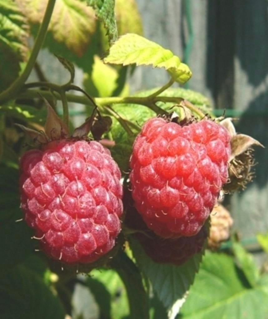 Framboos plantjes, Ophalen, Minder dan 100 cm, Overige soorten, Volle zon