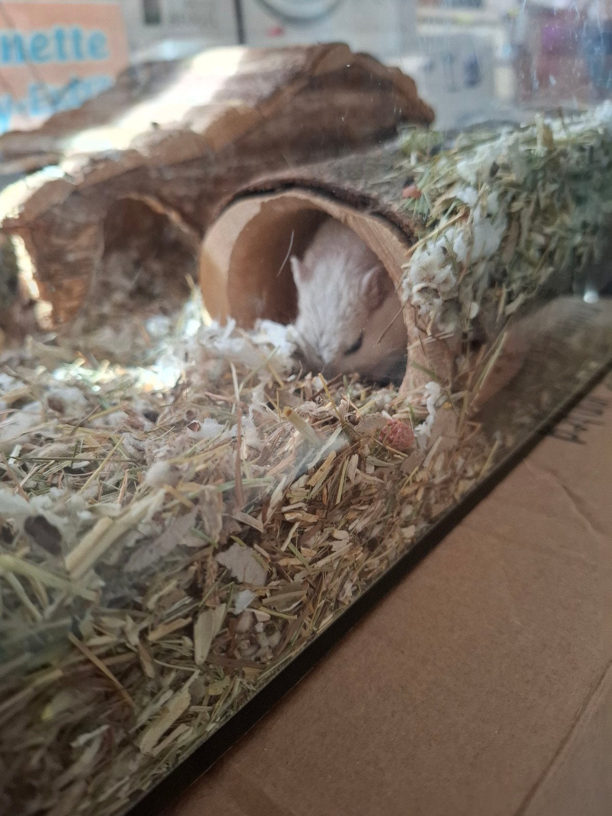 Lieve mannelijke gerbil (6 maanden), December, Mannelijk, Overige typen