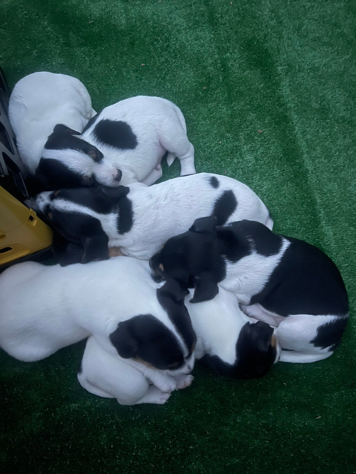 6 jack russel pups tri color, Dieren en Toebehoren, Honden | Jack Russells en Terriërs, Jack Russell Terriër, 8 tot 15 weken, Parvo