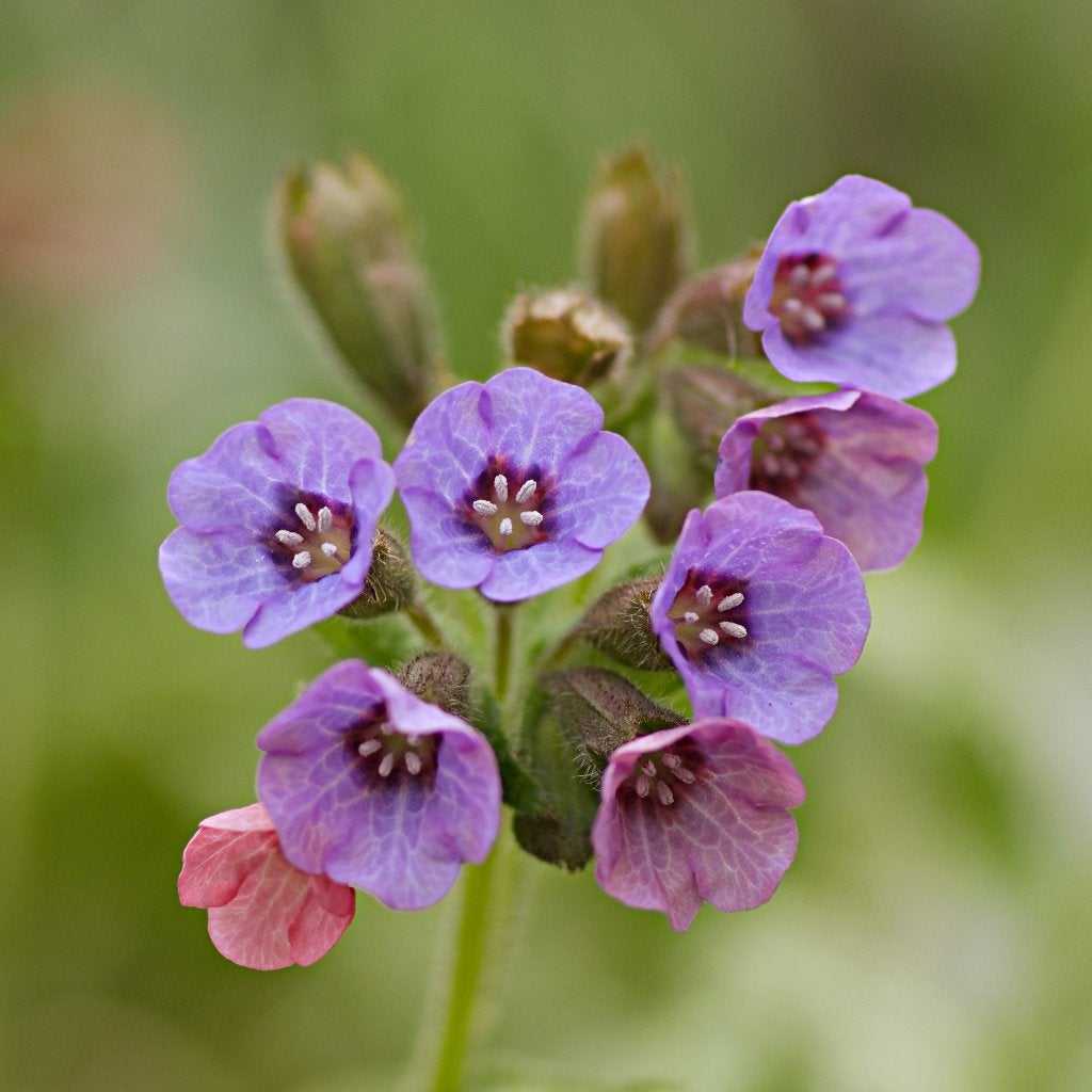 Zaden gevlekt longkruid (Pulmonaria officinalis), Ophalen of Verzenden, Najaar, Volle zon, Zaad