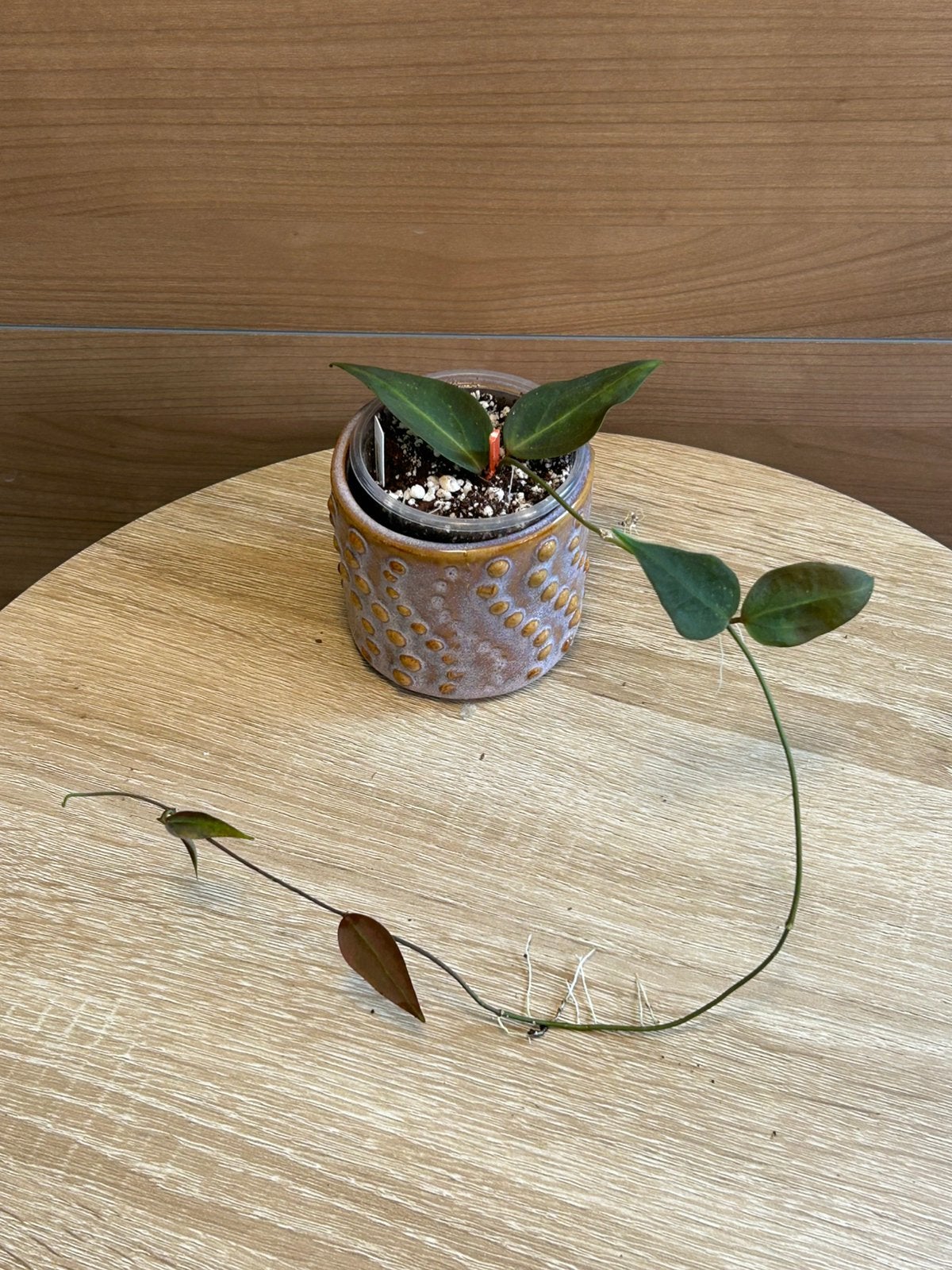 Hoya carrii, Ophalen of Verzenden, Halfschaduw, Minder dan 100 cm
