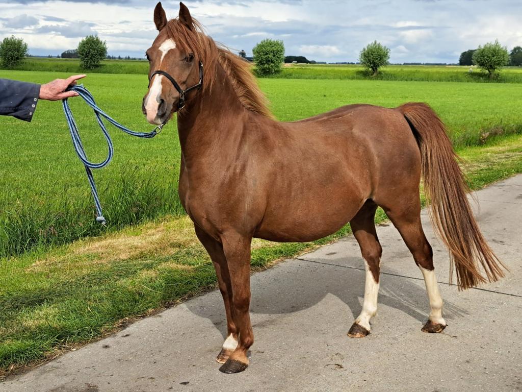 Te koop super mooie 6-jarige drachtige Welsh B merrie, Merrie