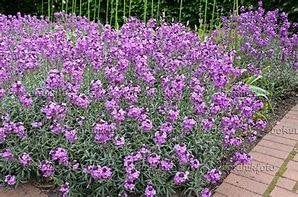 Erysimum Bowles Mauve in 2 liter pot met bloem, Ophalen, Overige soorten, Halfschaduw