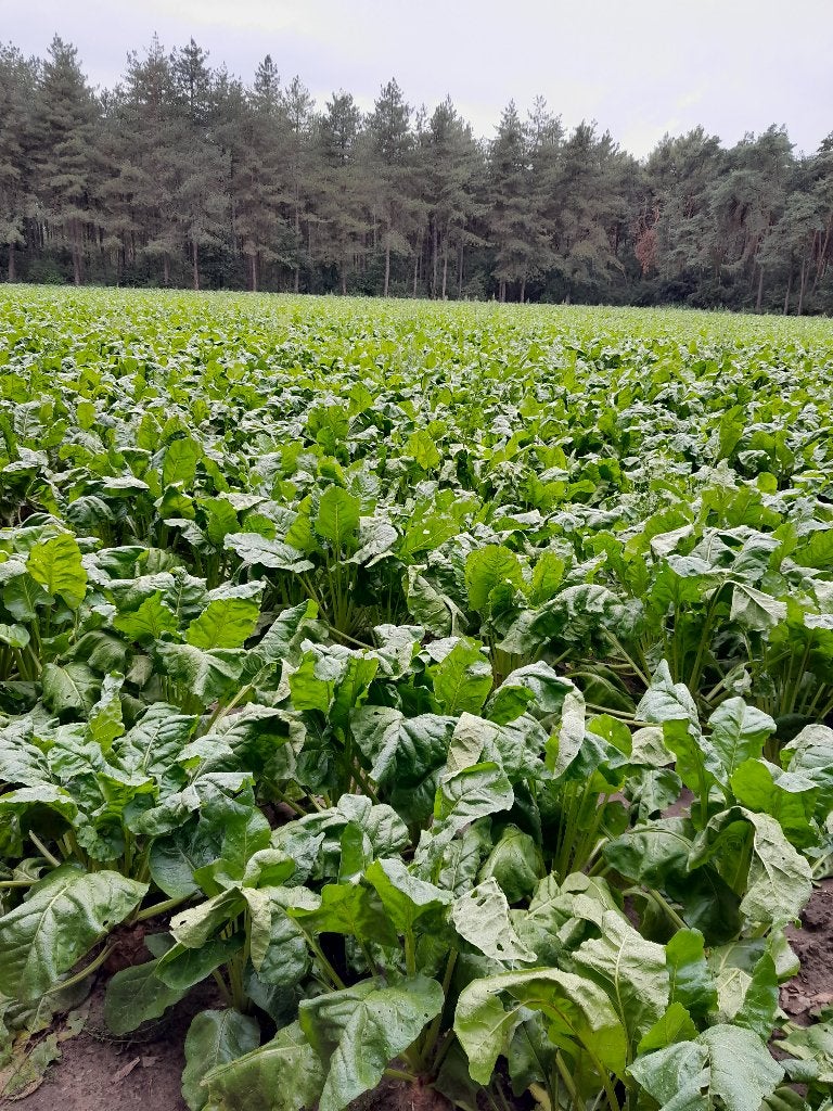 voederbieten, Ophalen, Vee