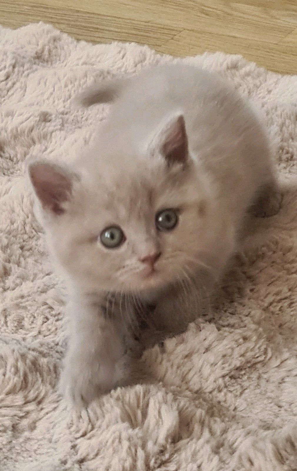 Raszuivere Britse Korthaar -  2 vaccinaties !!!, Dieren en Toebehoren, Katten en Kittens | Raskatten | Korthaar, Meerdere dieren