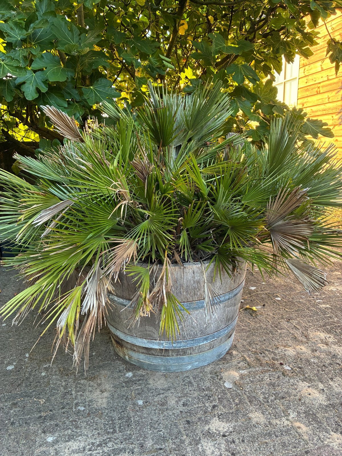Grote palmboom in houten wijnvat, Tuin en Terras, Ophalen, Gebruikt, Rond, Binnen