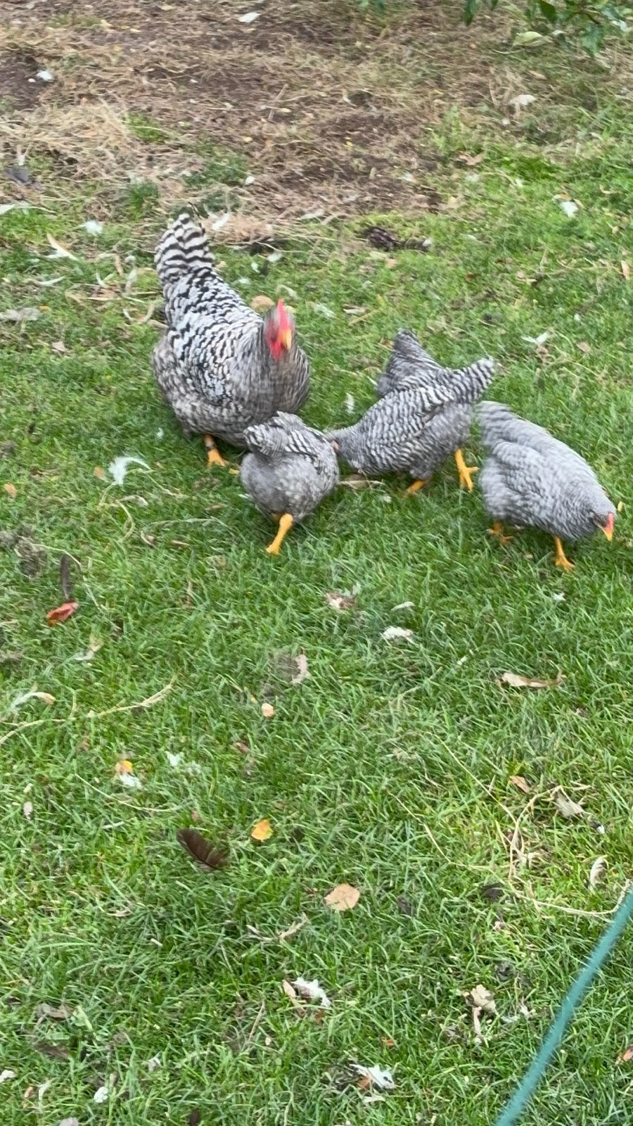 3 jonge haantjes onverwant Amrock