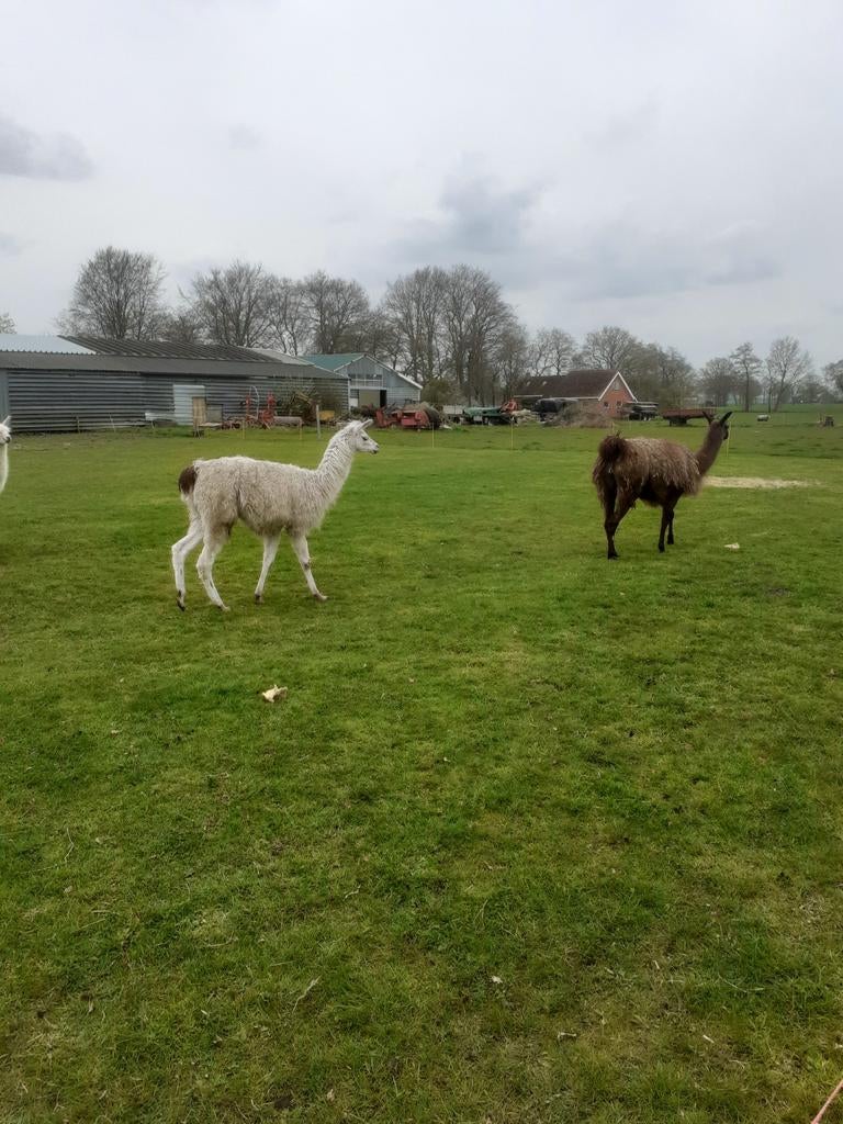 Lama hengst, Dieren en Toebehoren, Mannelijk, Schaap