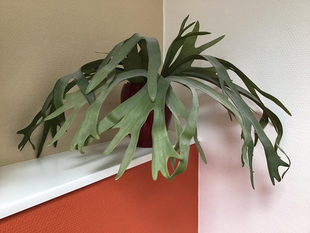 Kunstplant- Hertshoorn, Overige soorten, Minder dan 100 cm, Groene kamerplant, Halfschaduw