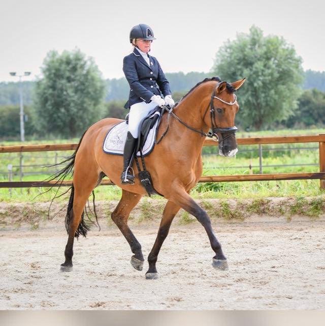 Een knappe ruin met een goed karakter!, Ruin, Dressuurpaard, 11 jaar of ouder, 165 tot 170 cm