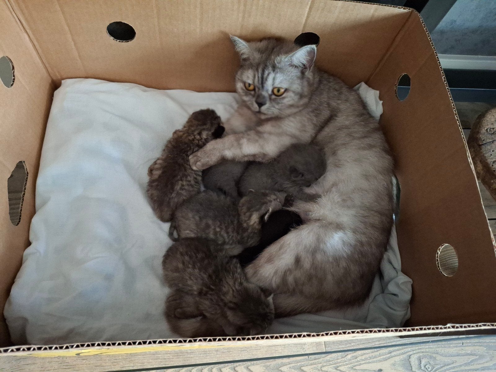 Britse korthaar kittens/X., Dieren en Toebehoren, Katten en Kittens | Raskatten | Korthaar, Meerdere dieren, Ontwormd, 0 tot 2 jaar