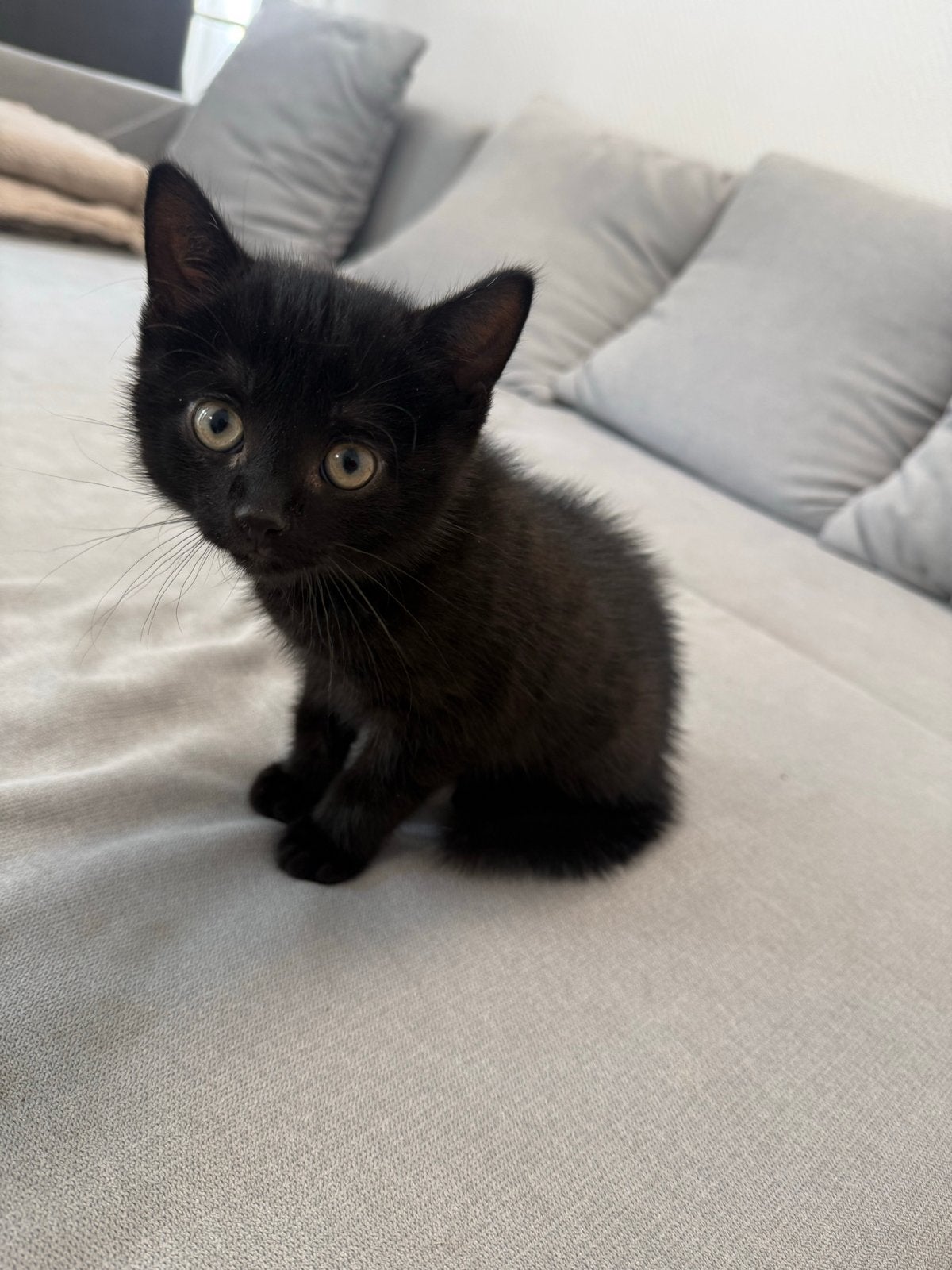 Bombay katertje, Dieren en Toebehoren, Katten en Kittens | Overige Katten, Kater