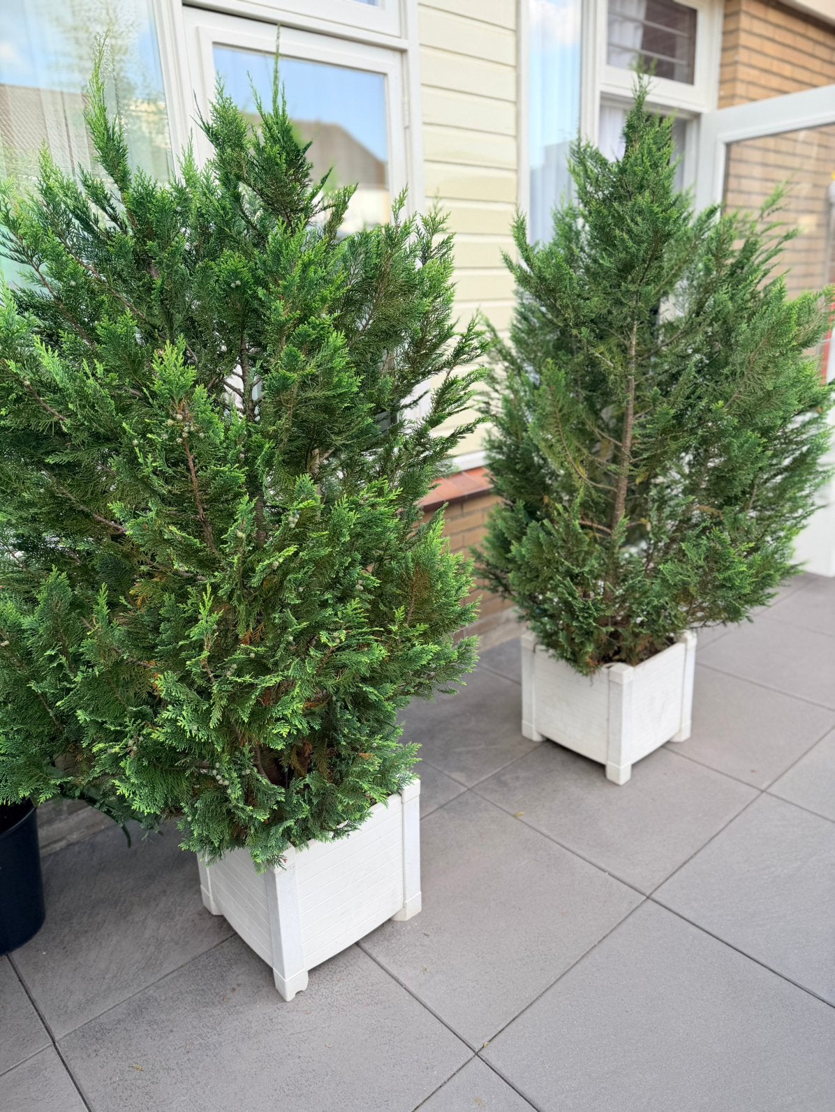 2x Prachtige Grote Coniferen / Cederbomen 1,75 m – 15 ja oud, Ophalen, 100 tot 250 cm