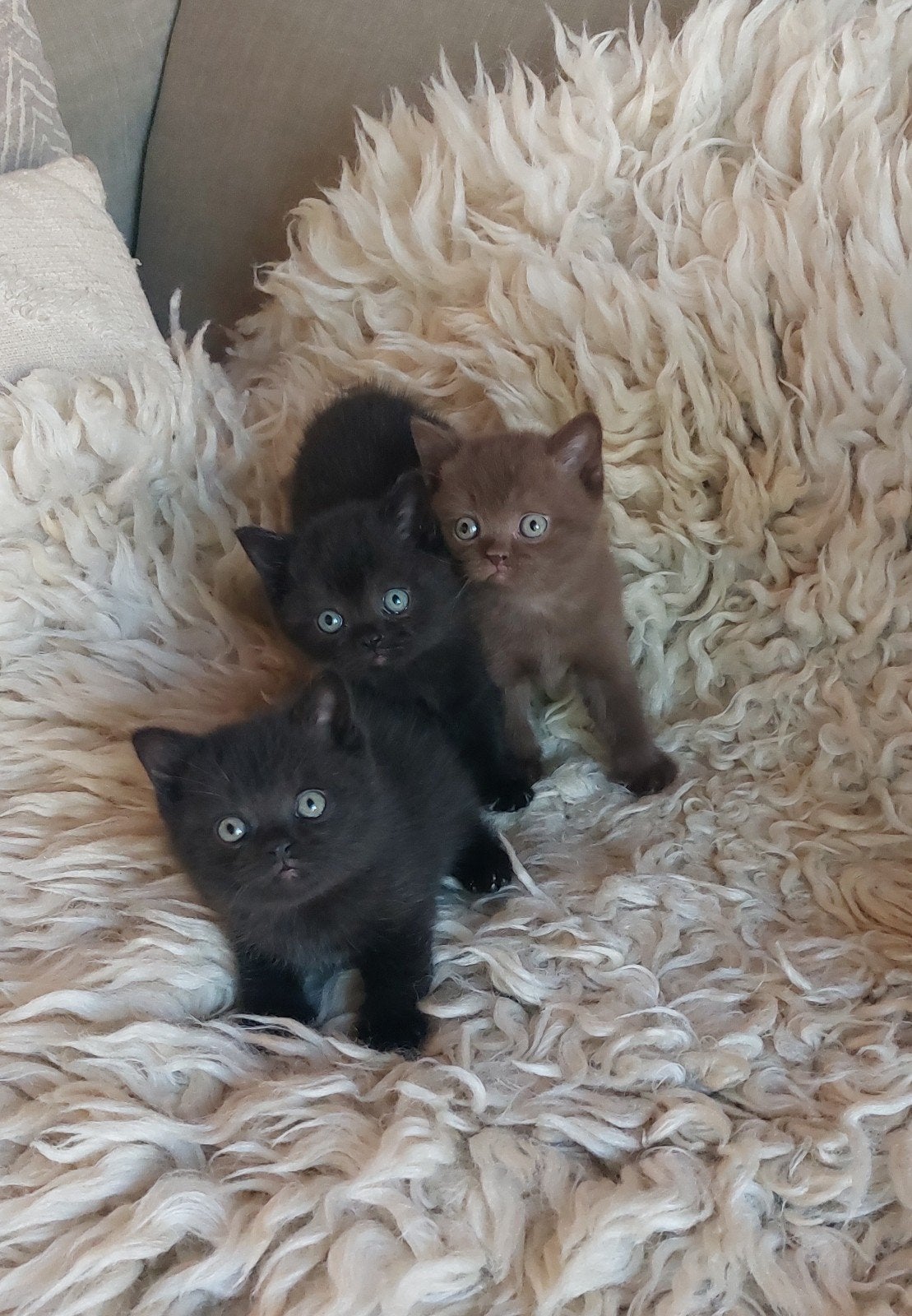3 lieve britse korthaar kittens. Chocolate en zwart, Ontwormd