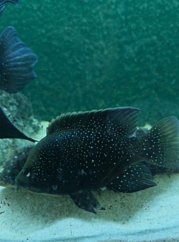 Starry Night Cichliden jonkies (Paratilapia polleni), Dieren en Toebehoren, Vis, Zoetwatervis