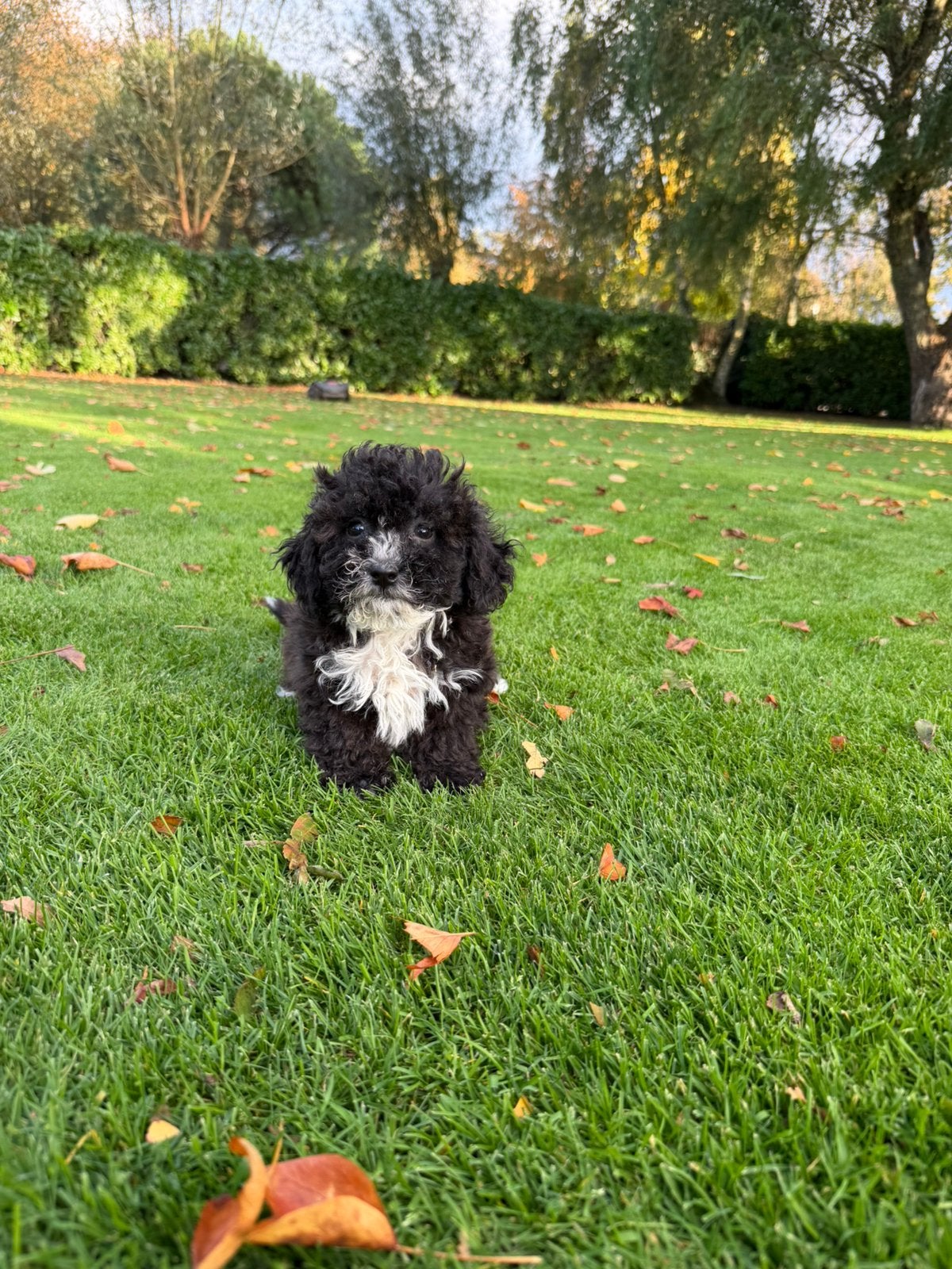 Boomer x Poedel (Boompoo) pups reutjes, Nederland, Overige rassen, CDV (hondenziekte), 8 tot 15 weken
