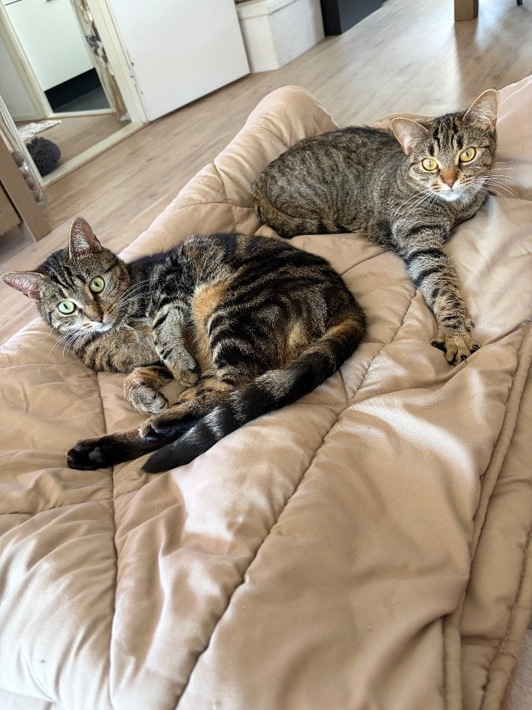 2 poesjes, Poes, Kortharig, 3 tot 5 jaar