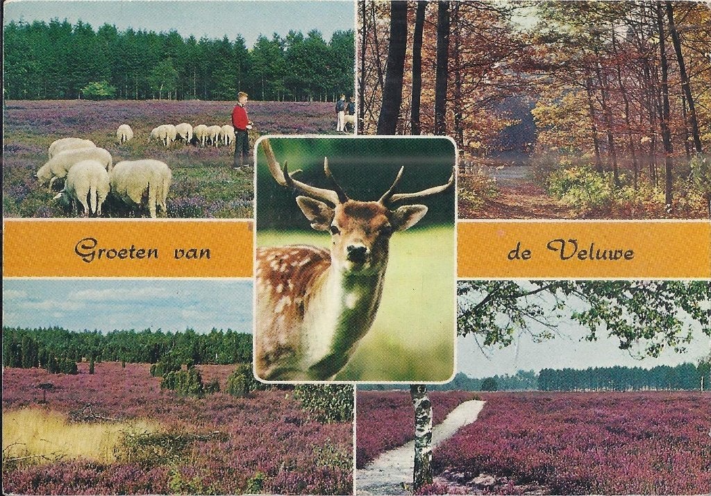 sus35 Gelopen ansichtkaart groeten van de Veluwe, Verzenden, 1980 tot heden, Gelopen, Gelderland