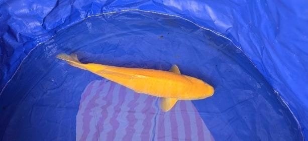 karashigoi, Karper of Koi