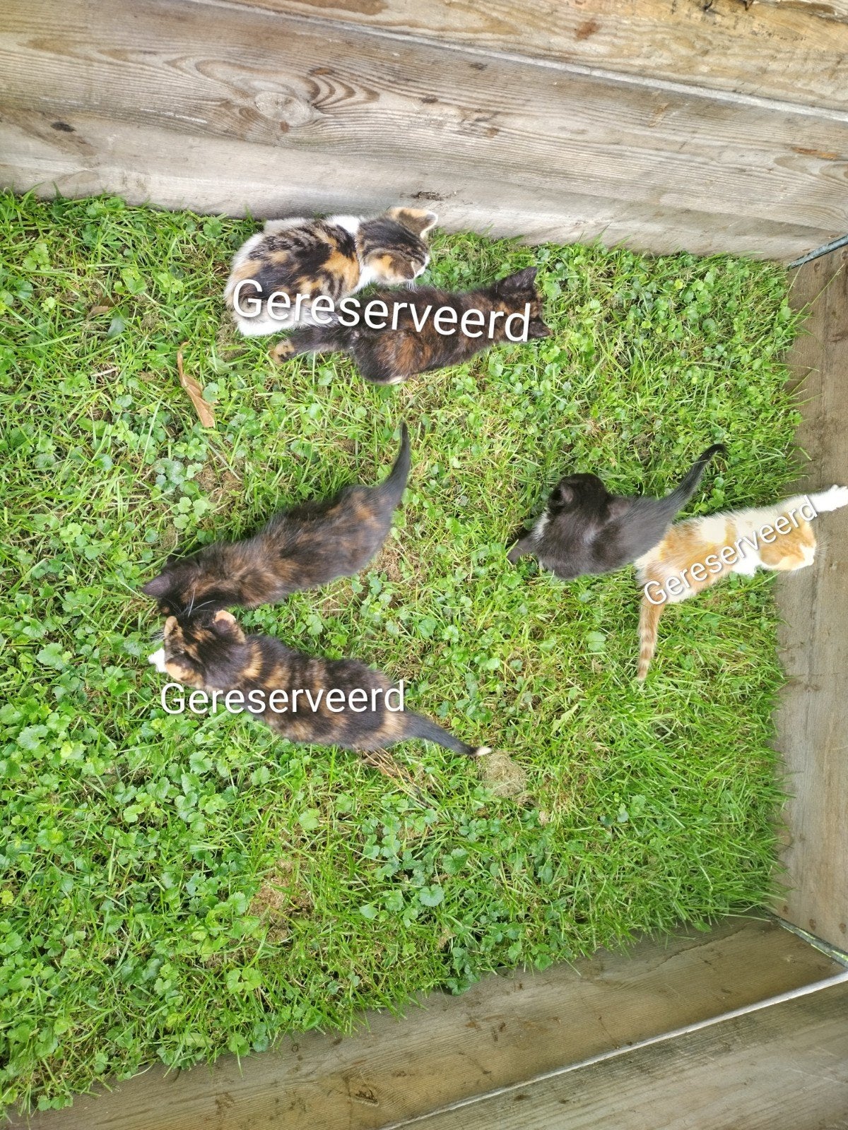 Boerderij kittens,, Dieren en Toebehoren, Katten en Kittens | Overige Katten, Meerdere dieren, Kortharig, 0 tot 2 jaar