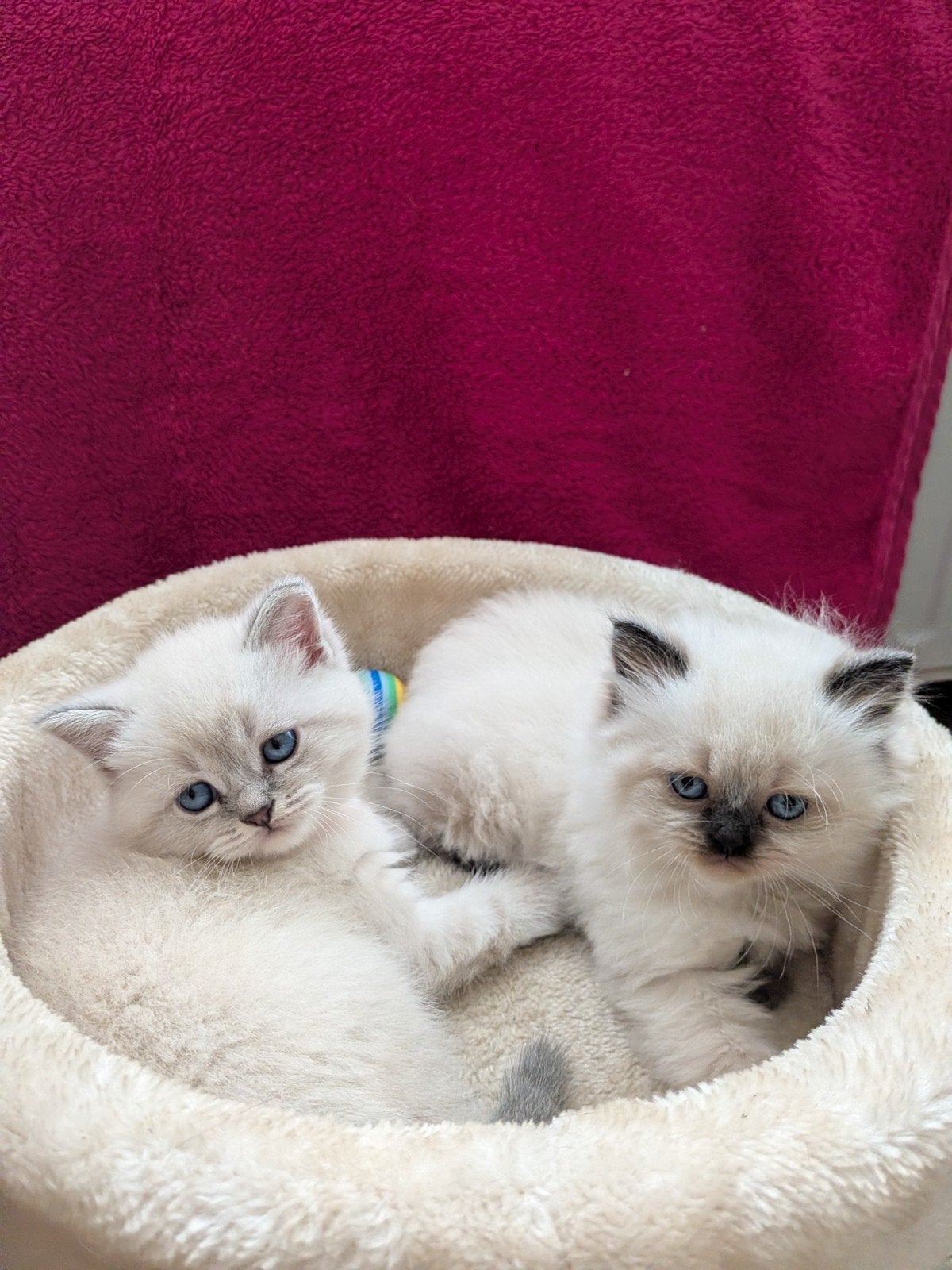Ragdoll kittens. Meisjes, Poes, 0 tot 2 jaar