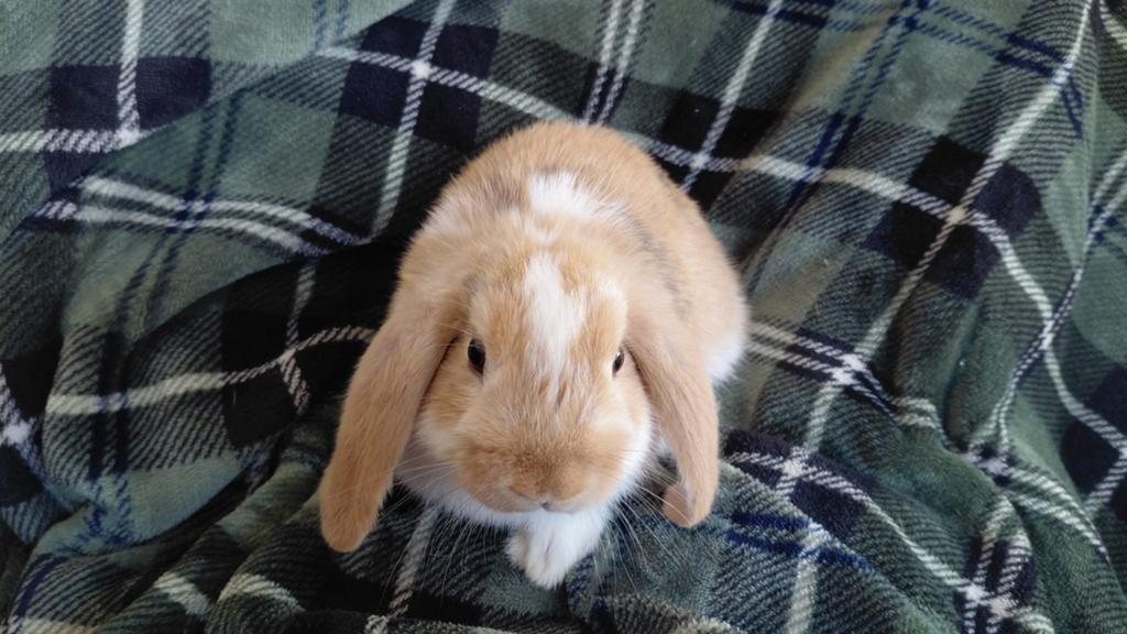 Vakantie opvang konijn/cavia/hamster, Ophalen, Overige typen