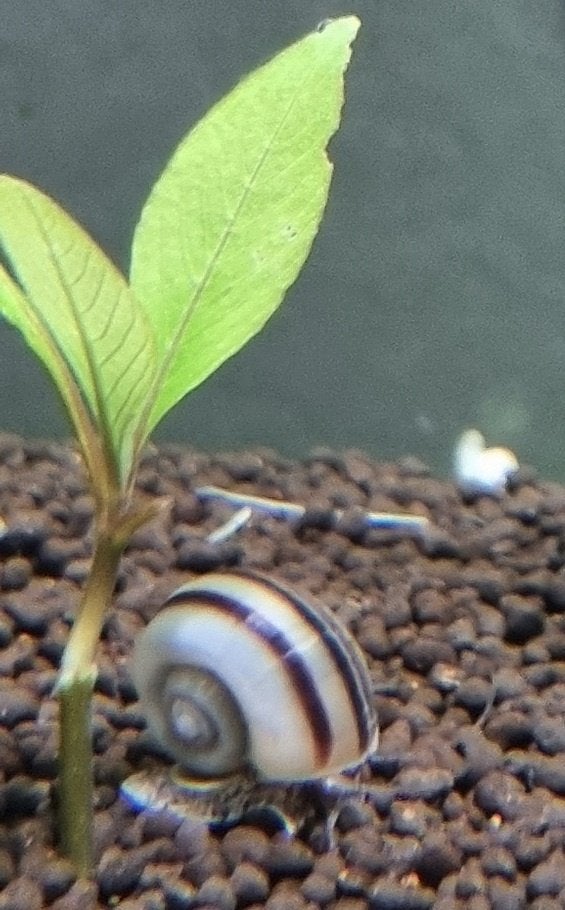 Mooie Jonge Aquarium Slakken, Dieren en Toebehoren, Slak of Weekdier, Zoetwatervis