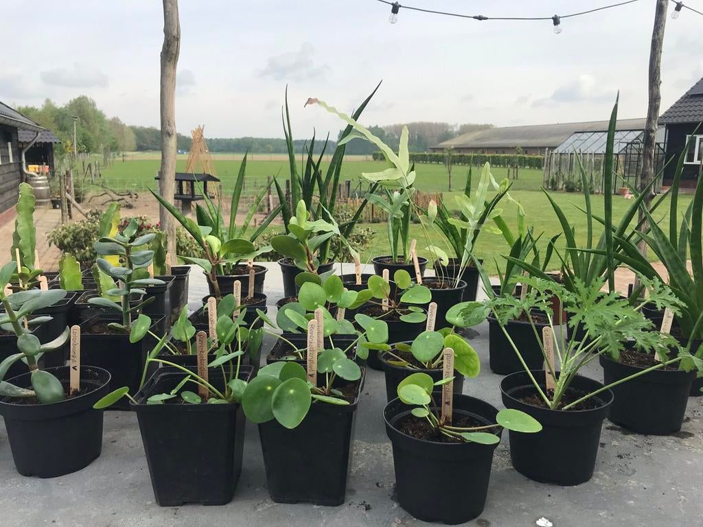 Pannenkoekenplant/ Pilea peperomioides stekjes te koop, Ophalen of Verzenden, Overige soorten, Volle zon