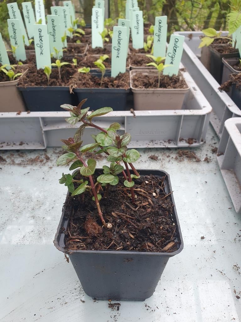 Chocolade munt, Tuin en Terras, Planten | Tuinplanten, Volle zon, Ophalen of Verzenden