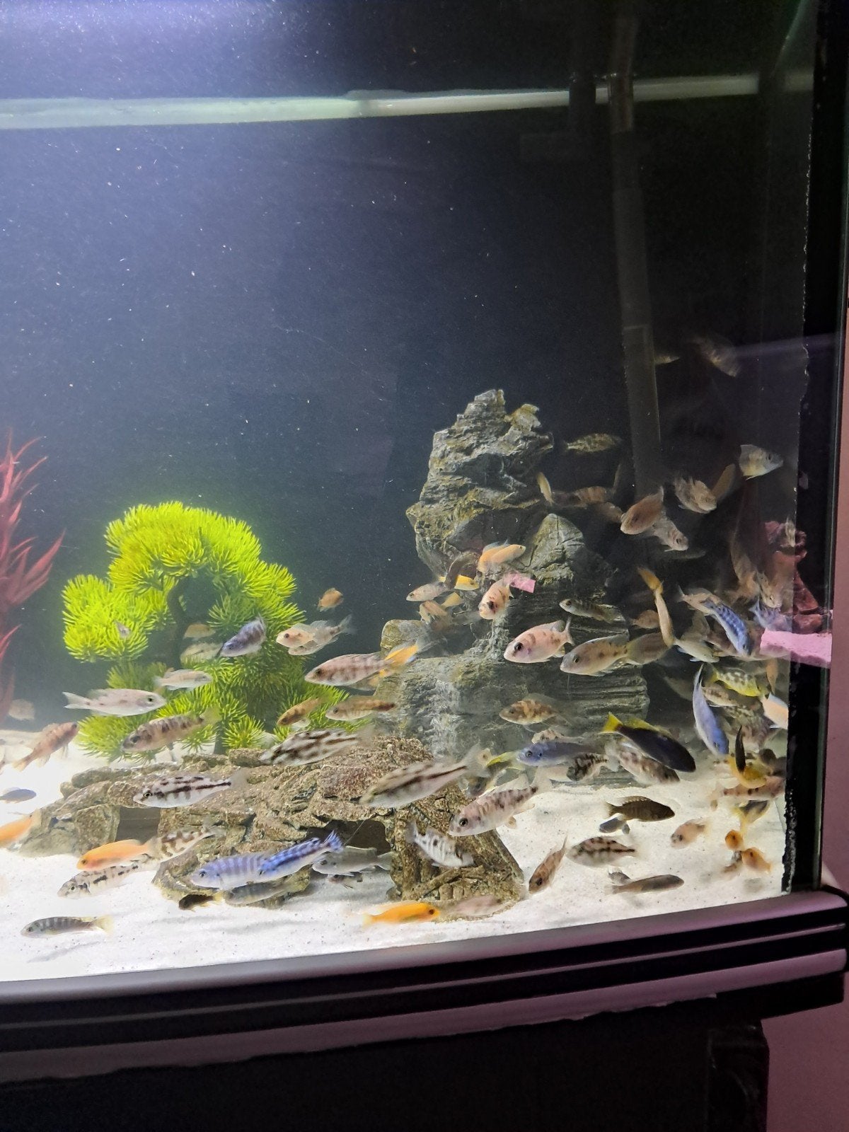 malawi chicliden, Dieren en Toebehoren, Ophalen, Zo goed als nieuw, Plant(en), Steen of Hout
