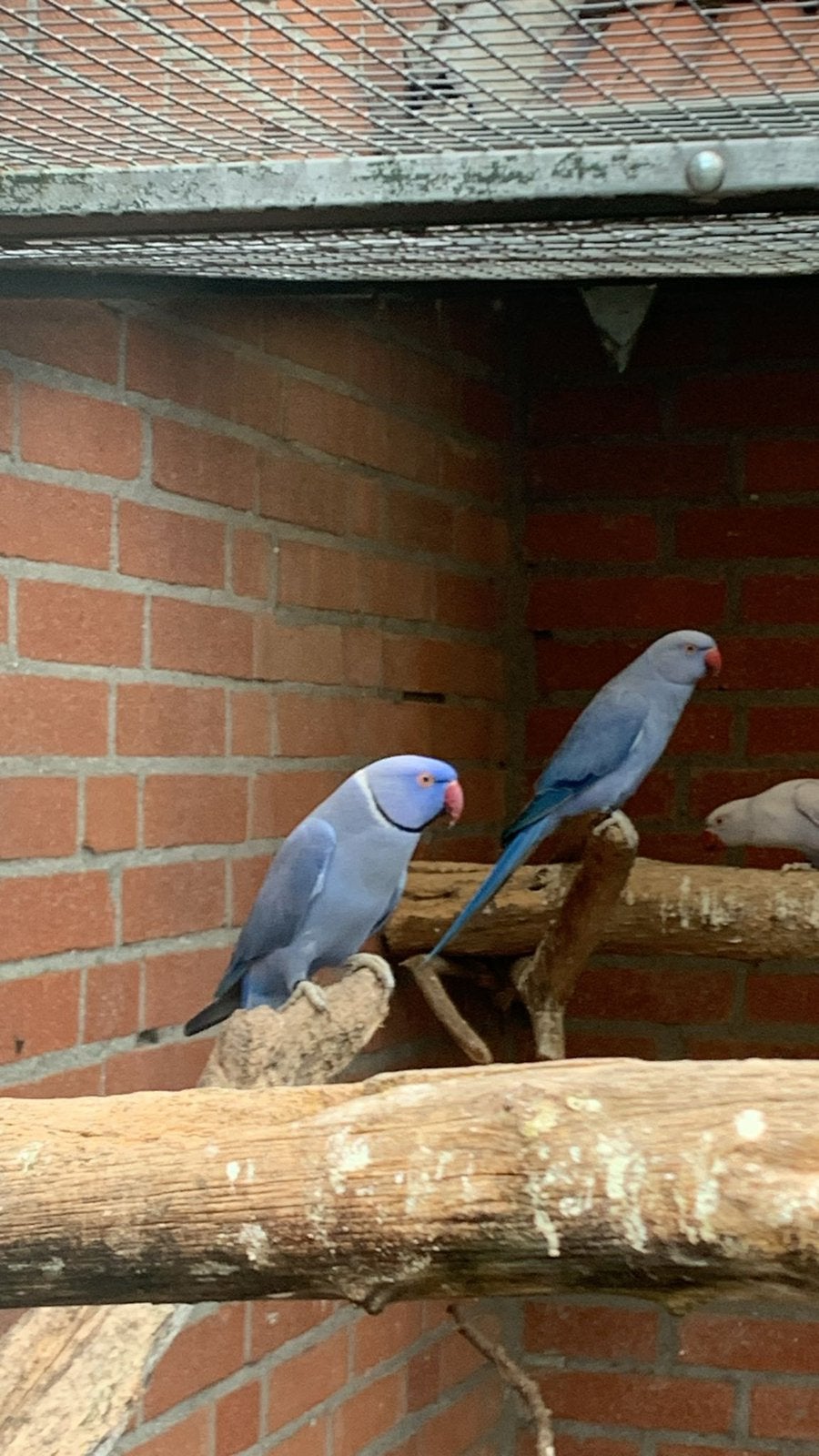 Koppel violet halsbandparkieten, Meerdere dieren, Parkiet
