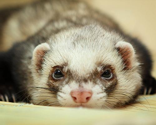 Gezocht fret, Januari, Meerdere dieren
