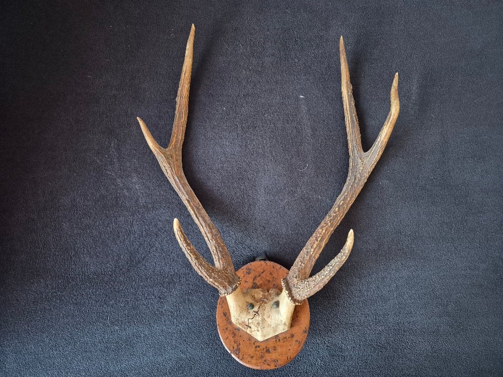 Hertengewei (Java Rusa) gemonteerd op Thuja burl hout, Ophalen, Wandsculptuur, Gebruikt, 60 cm