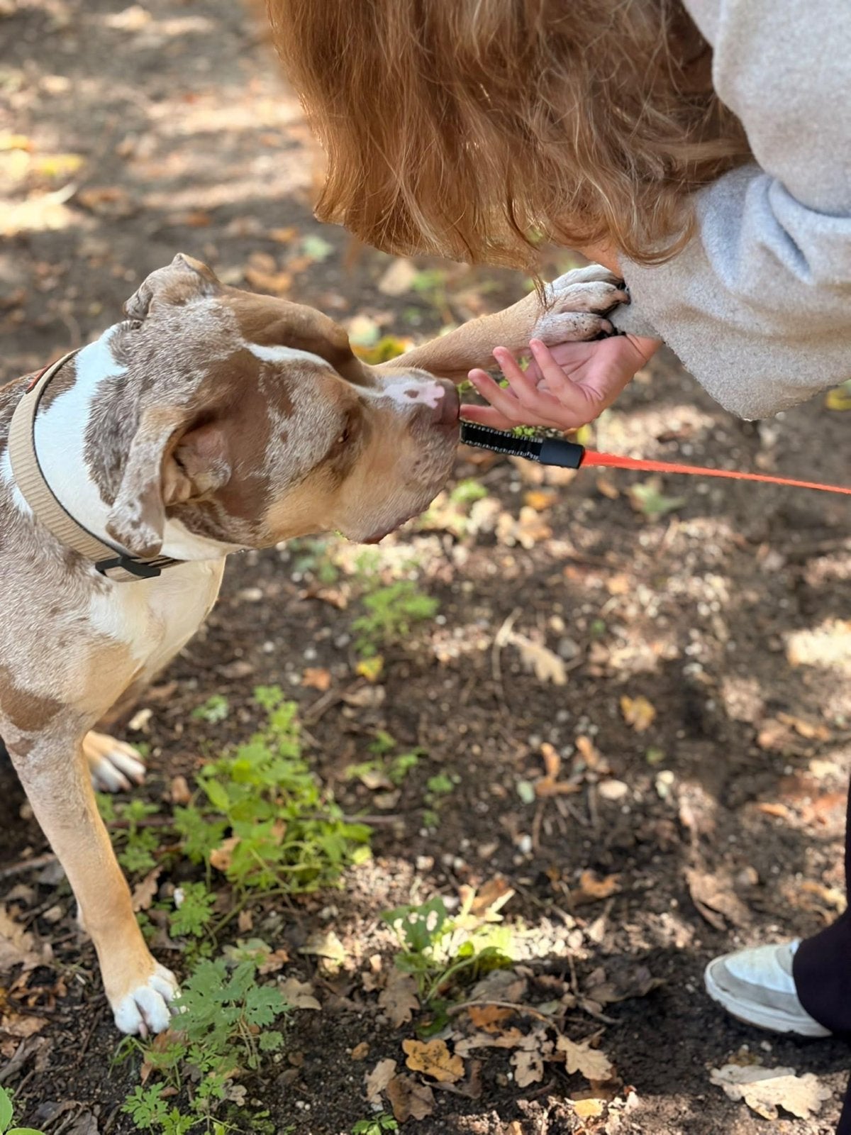 American buly XL 2 jaar, Dieren en Toebehoren, Reu, 1 tot 2 jaar, Bulldog, Eén hond