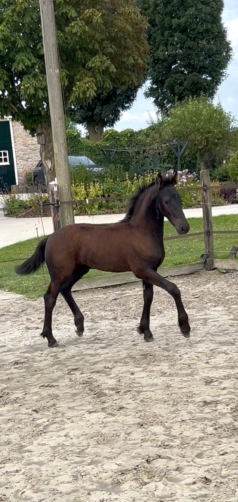 Fries hengstveulen Siebren 547 x Beart 411, Minder dan 160 cm, Met stamboom, Niet van toepassing, Dressuurpaard
