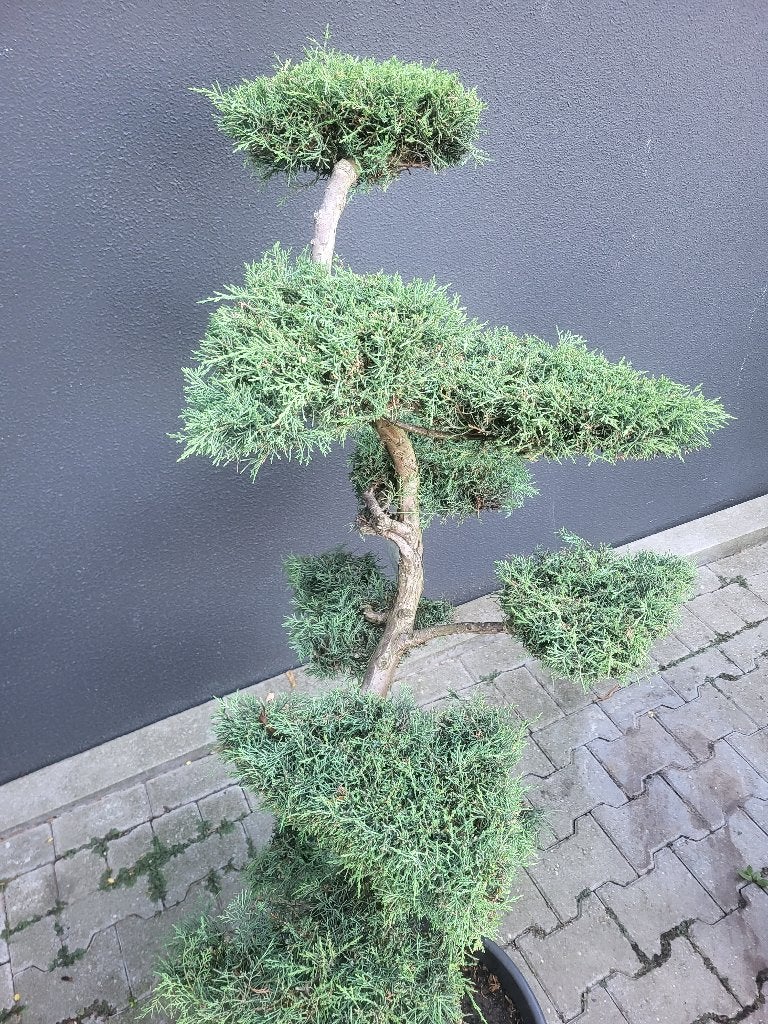 Juniperus virg "Grey Owl", Bloeit niet, Overige soorten, 100 tot 250 cm, Ophalen