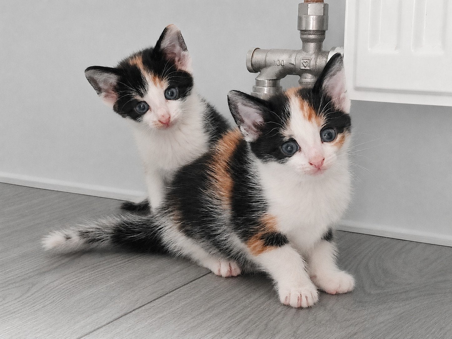 2 lieve en sociale kittens/vrouwtjes, Dieren en Toebehoren, Poes