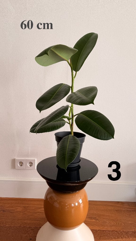 Ficus elastica rubberboom — zelf opgekweekt, 50 tot 110 cm, Ophalen, Ficus, Halfschaduw, Minder dan 100 cm