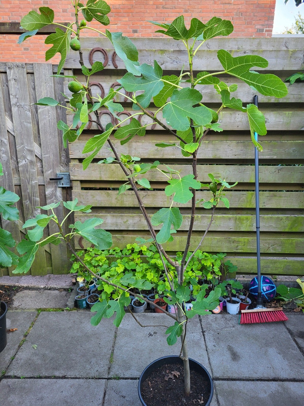 Moederboom Turkse vijgen - veel dragend in pot, Ophalen, Minder dan 100 cm, In pot, Vijgenboom