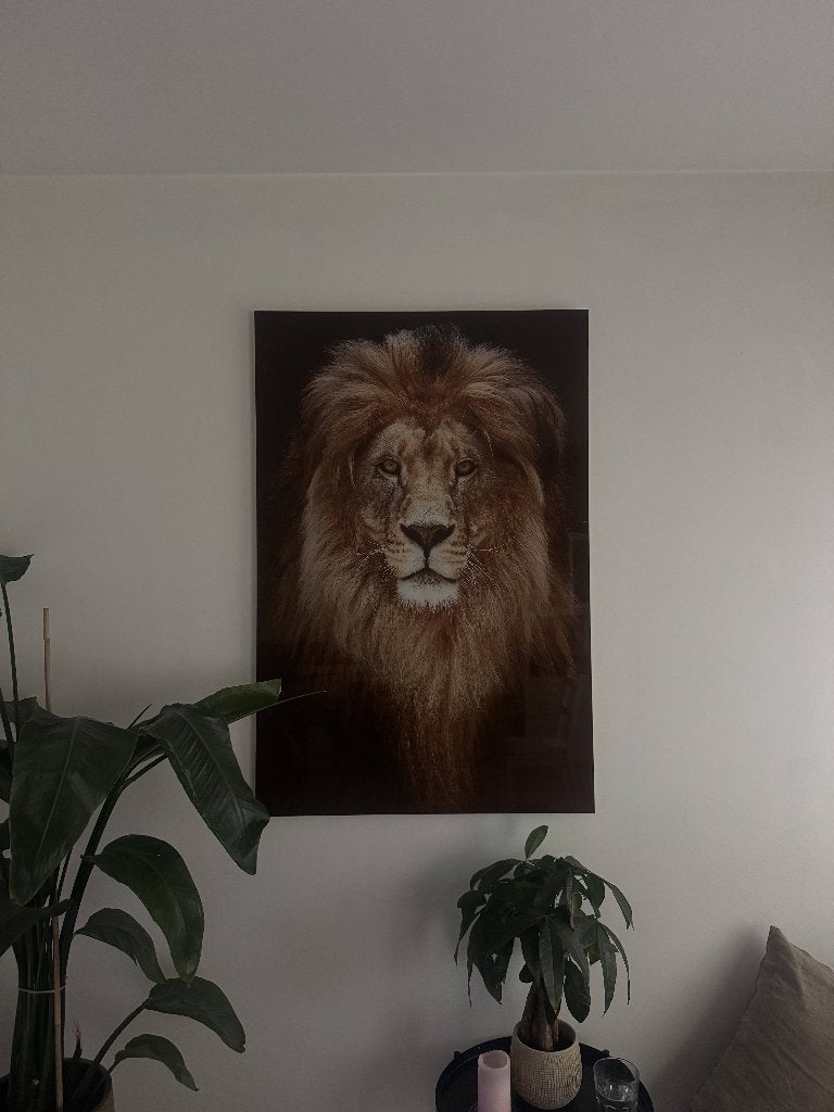 Glasschilderij leeuwenkop 80 x 120 cm, Ophalen, Nieuw, Schilderij, 75 tot 100 cm